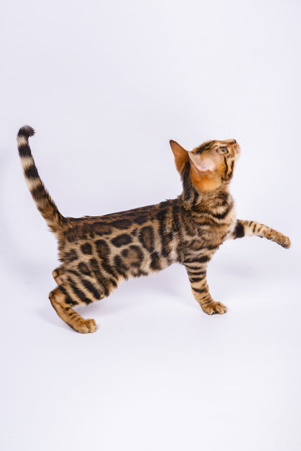 Ralf | Bengal Kitten