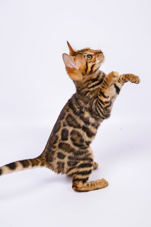 Ralf | Bengal Kitten
