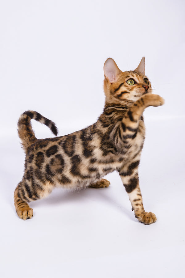 Ralf | Bengal Kitten