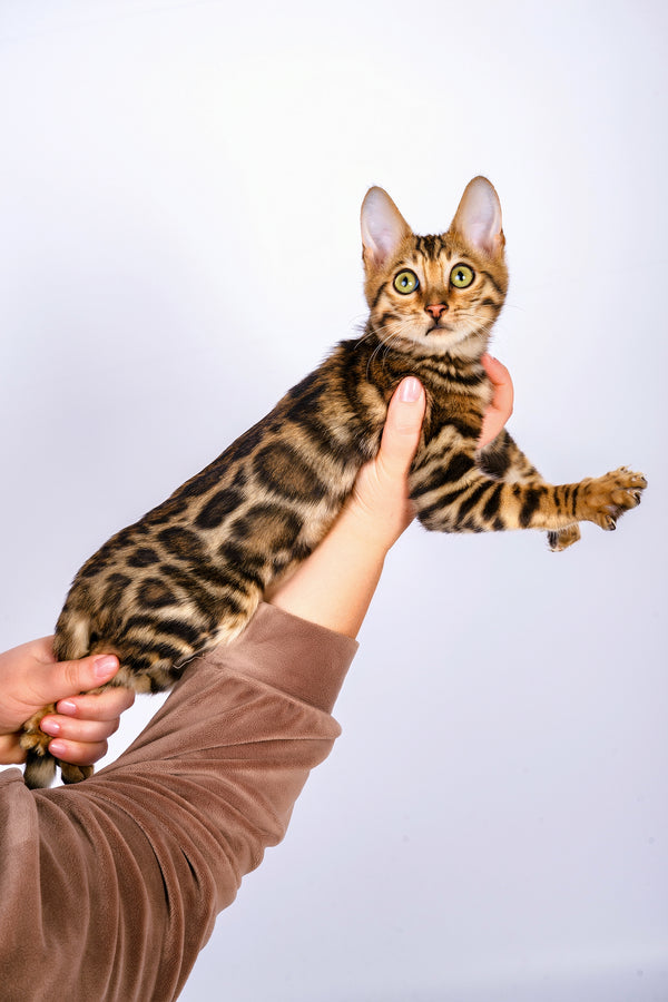Ralf | Bengal Kitten