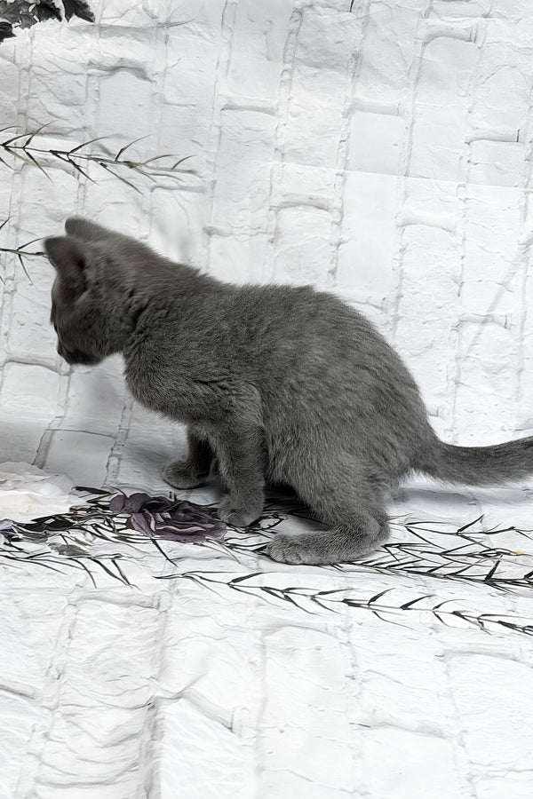 Ramada | Russian Blue Kitten