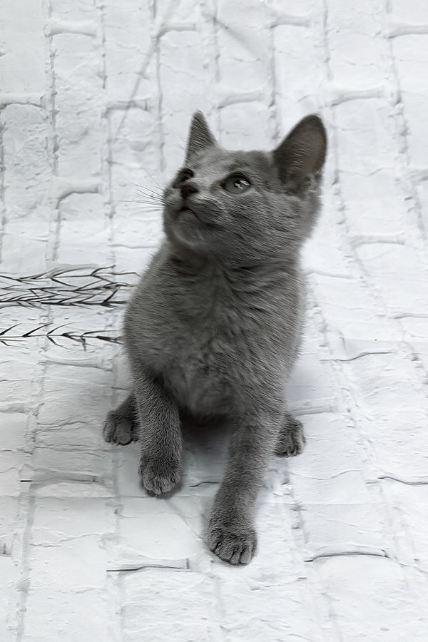 Ramada | Russian Blue Kitten