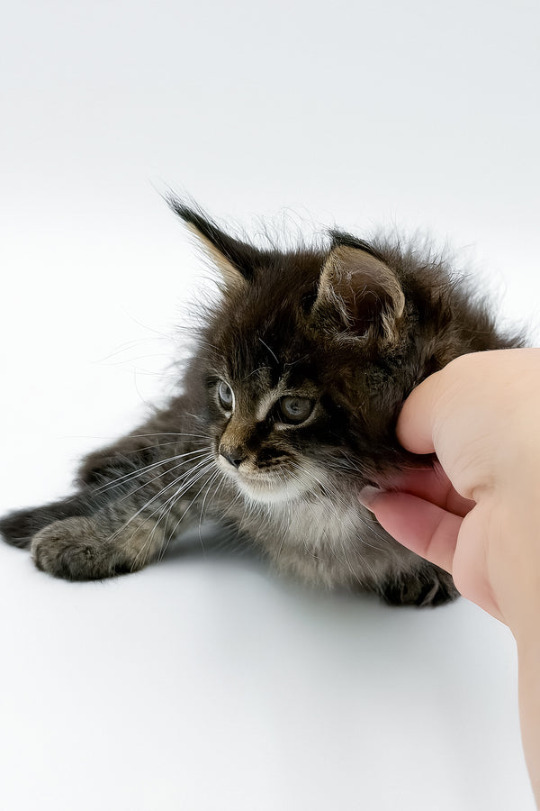 Rambo | Maine Coon Kitten