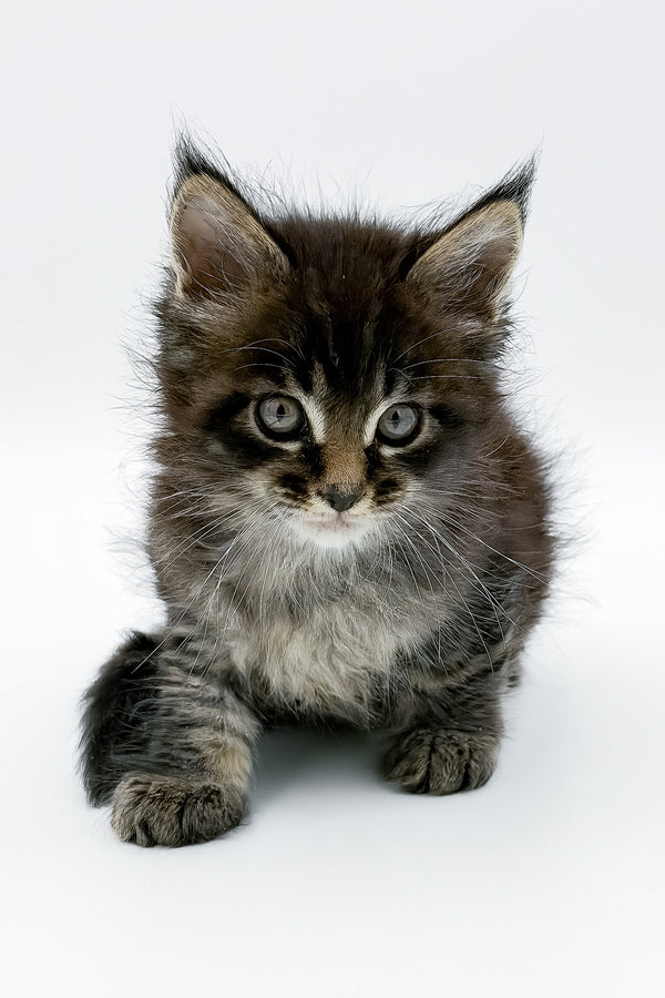 Rambo | Maine Coon Kitten