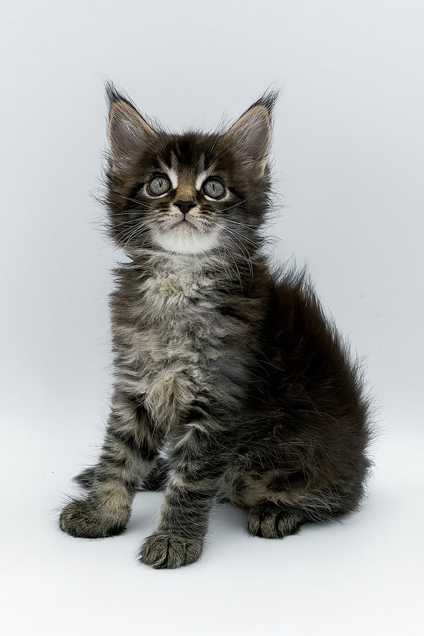 Rambo | Maine Coon Kitten