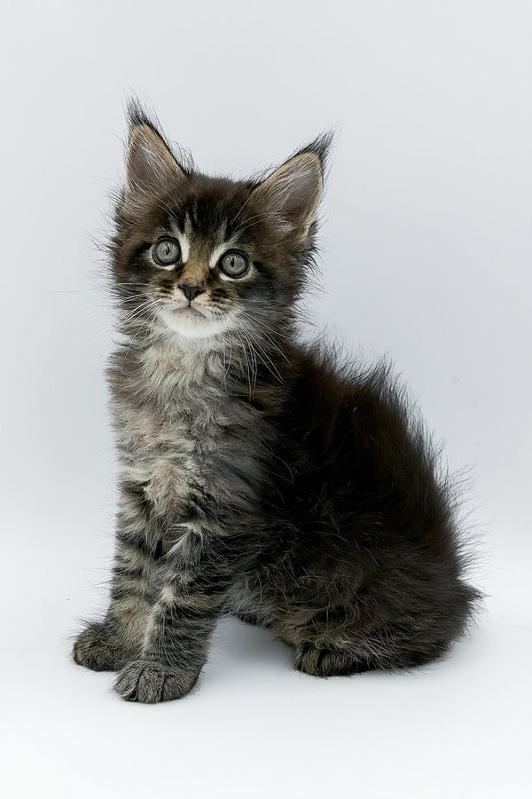 Rambo | Maine Coon Kitten