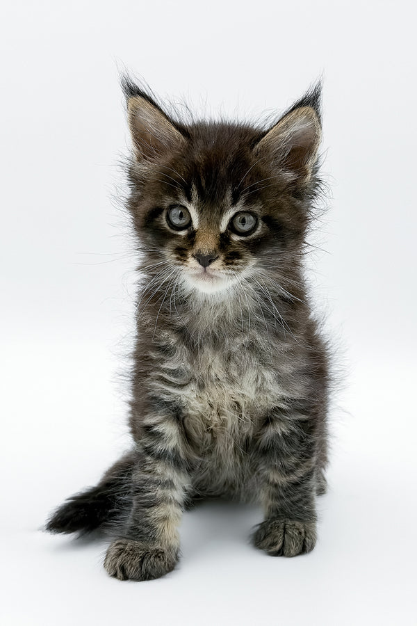 Rambo | Maine Coon Kitten