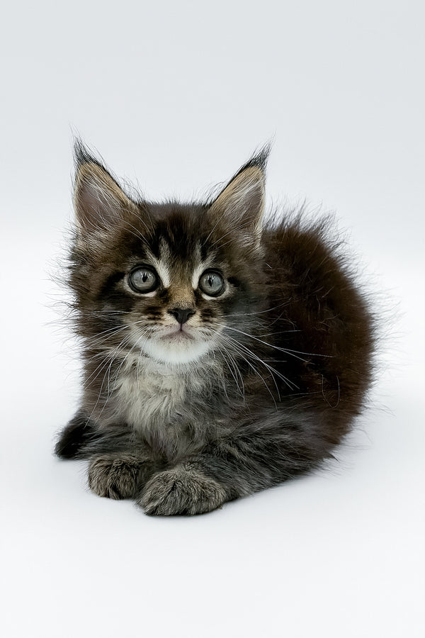Rambo | Maine Coon Kitten