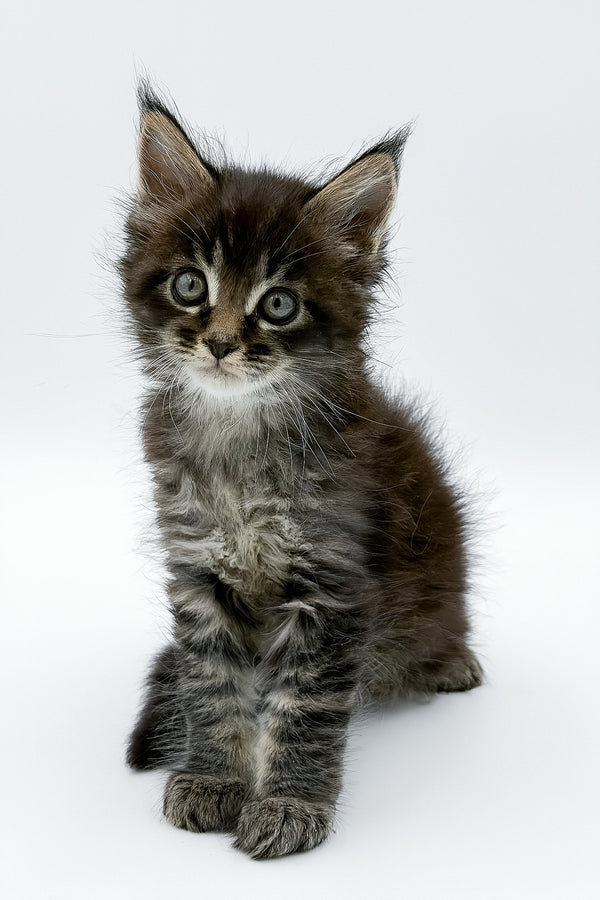 Rambo | Maine Coon Kitten