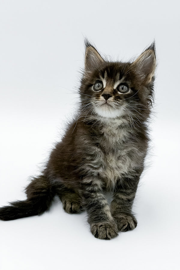 Rambo | Maine Coon Kitten