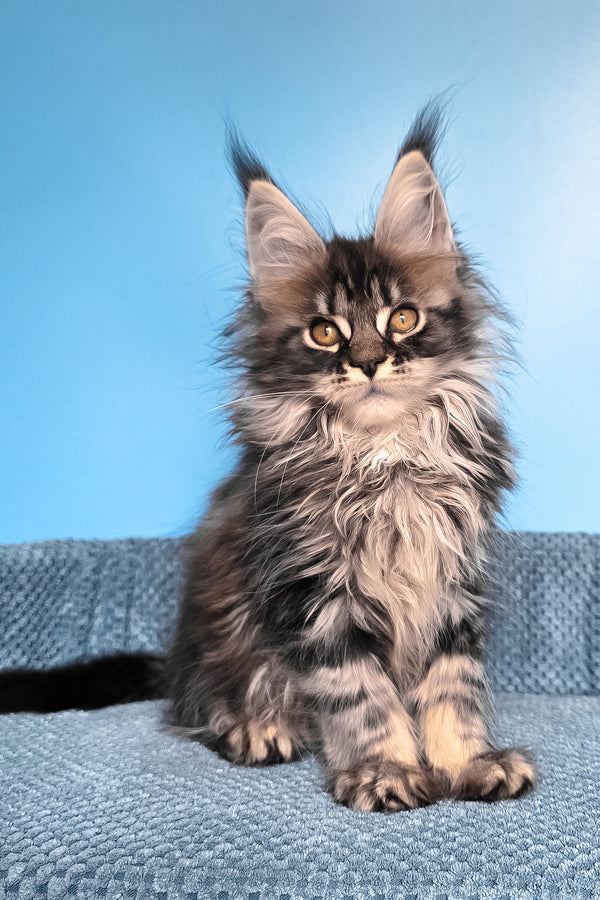 Ramira | Maine Coon Kitten