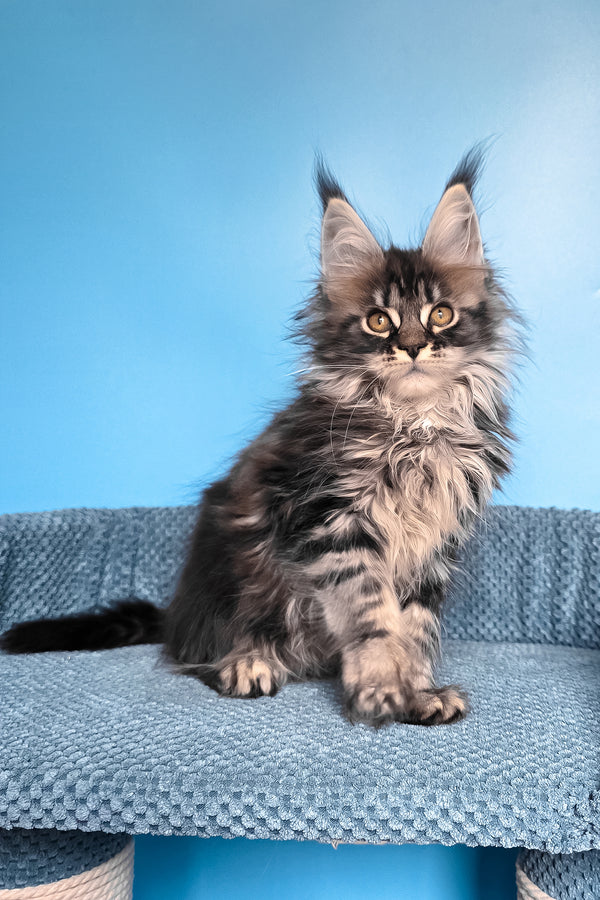 Ramira | Maine Coon Kitten
