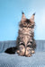 Ramira | Maine Coon Kitten