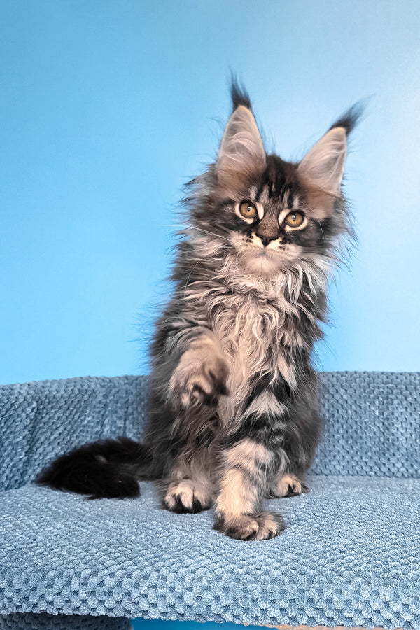Ramira | Maine Coon Kitten