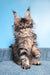 Ramira | Maine Coon Kitten