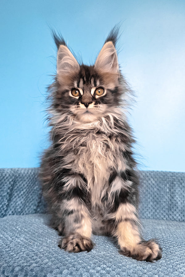 Ramira | Maine Coon Kitten