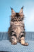 Ramira | Maine Coon Kitten