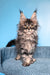 Ramira | Maine Coon Kitten