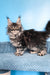 Ramira | Maine Coon Kitten