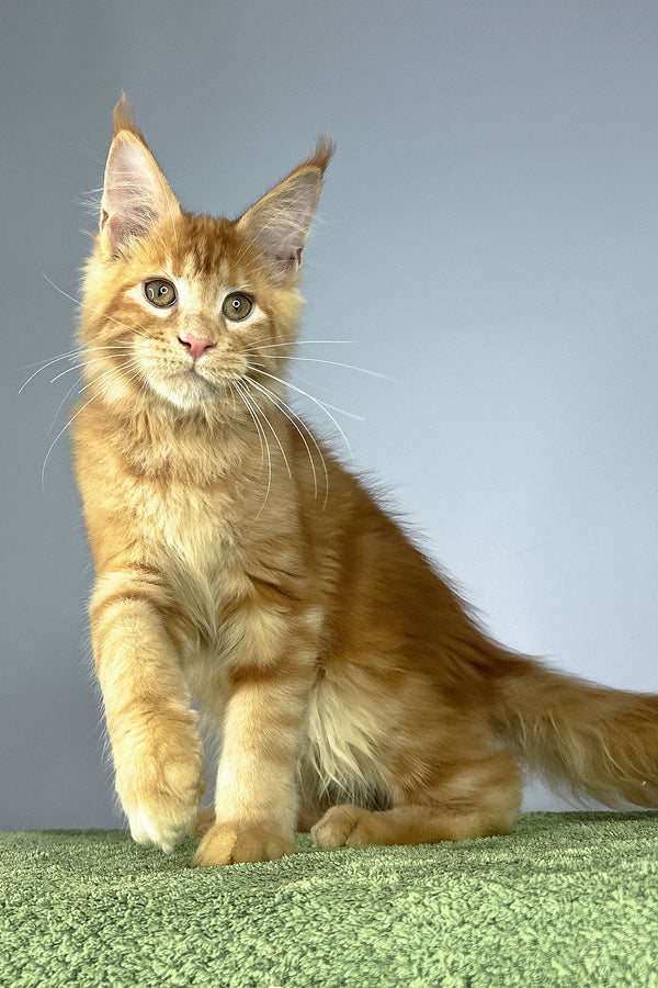 Ramses | Maine Coon Kitten