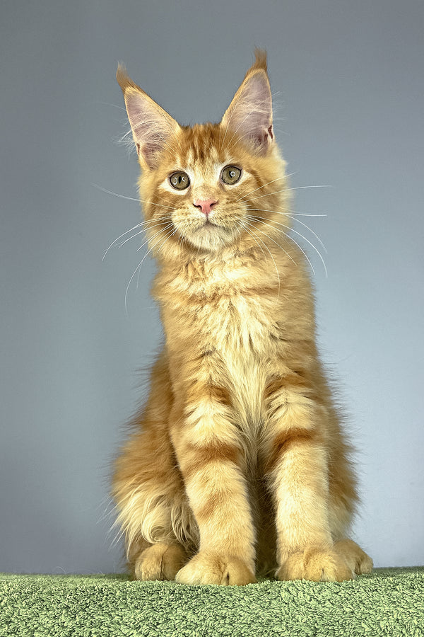 Ramses | Maine Coon Kitten
