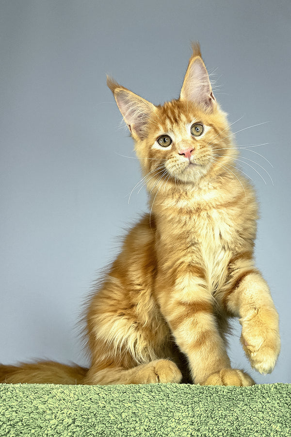 Ramses | Maine Coon Kitten