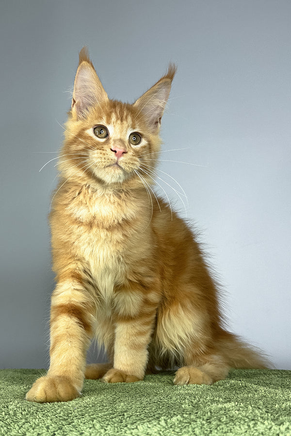 Ramses | Maine Coon Kitten