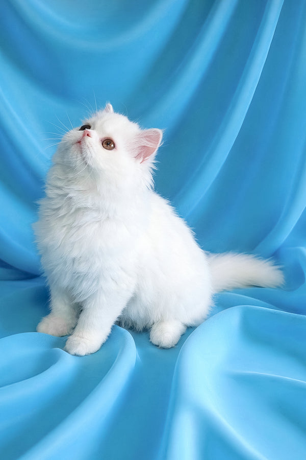 Raphael | Persian Kitten