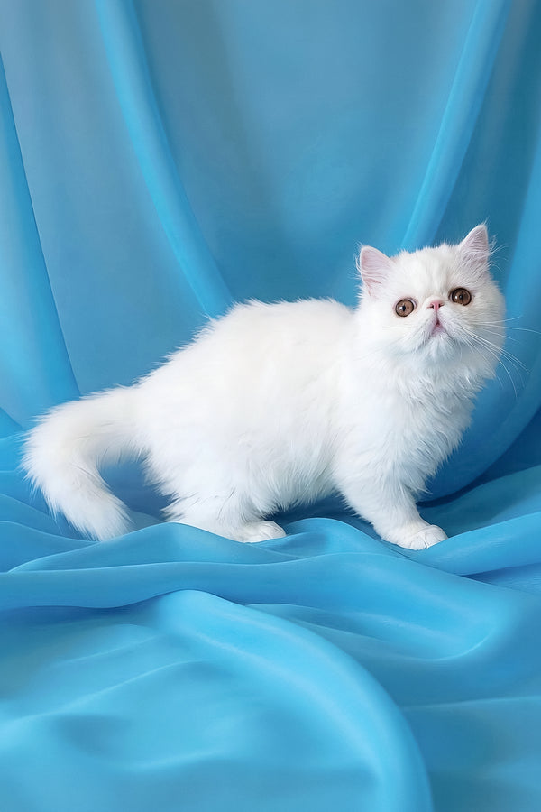 Raphael | Persian Kitten