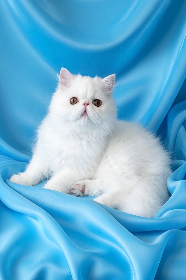 Raphael | Persian Kitten
