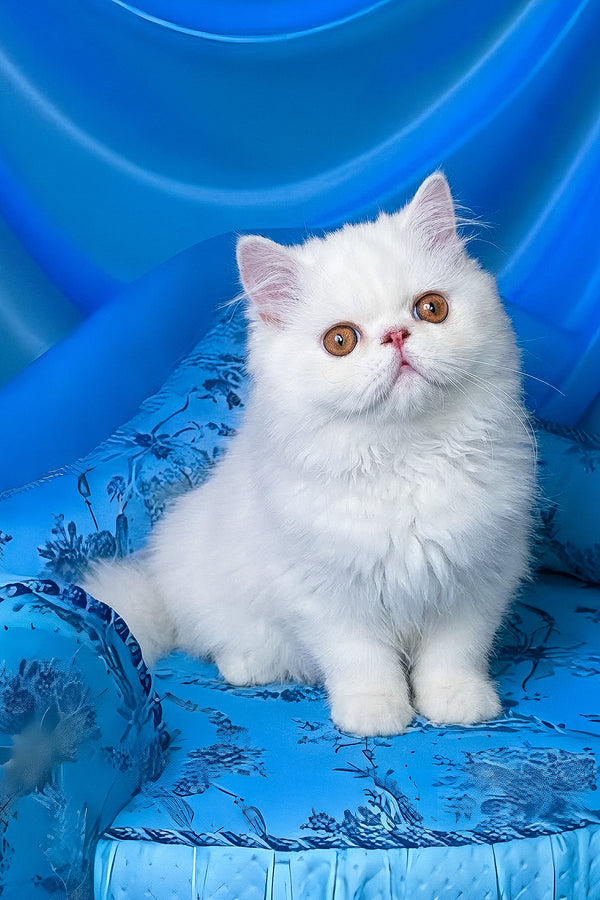 Raphael | Persian Kitten