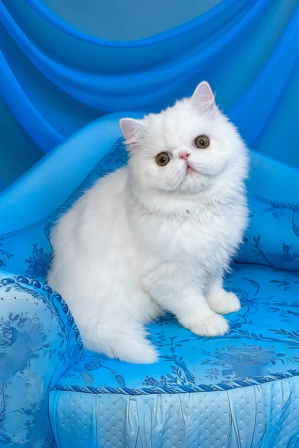 Raphael | Persian Kitten