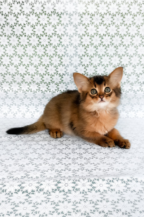 Raphael | Somali Kitten
