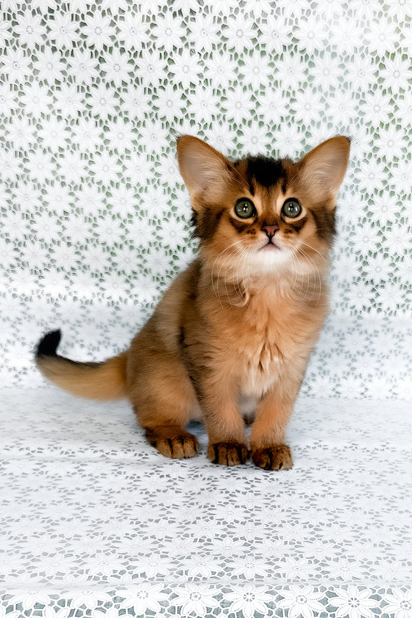 Raphael | Somali Kitten