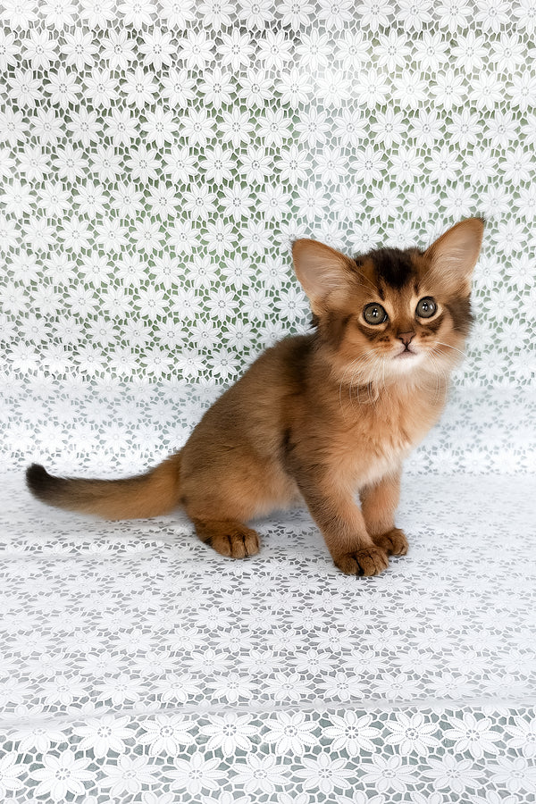 Raphael | Somali Kitten