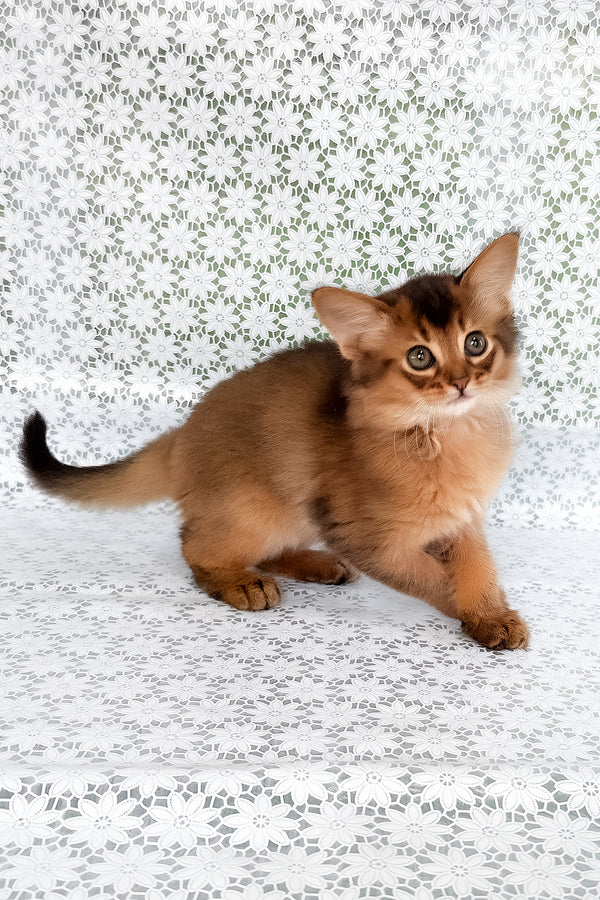 Solimal Kitty Raphael Somali Kitten: Loving, Playful, Purebred Beauty