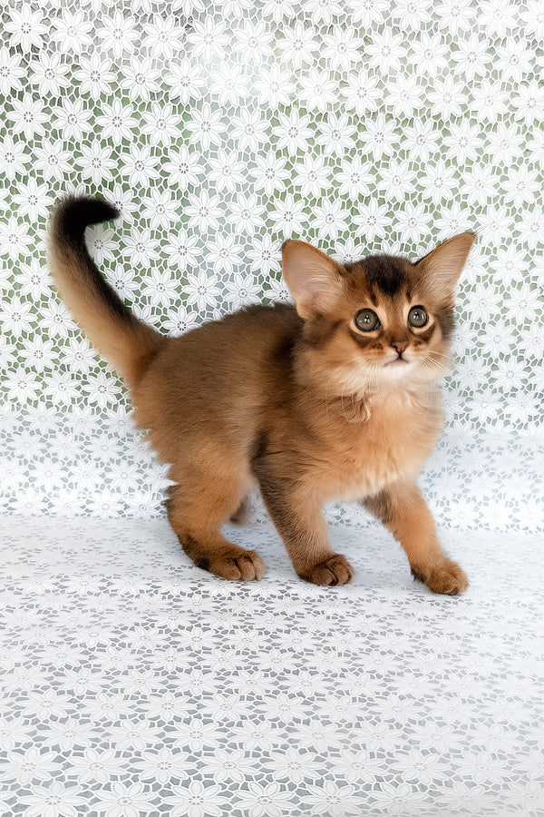 Raphael | Somali Kitten