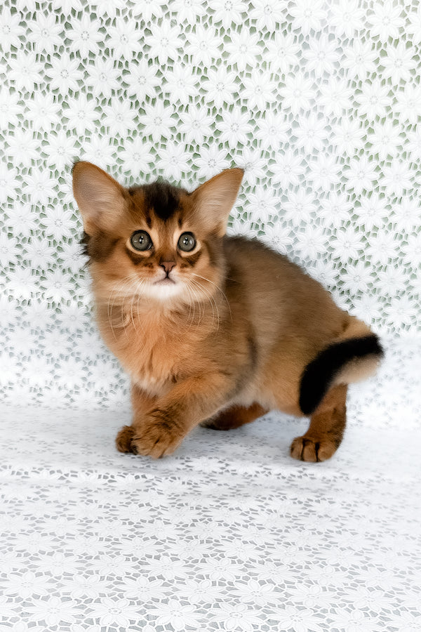 Raphael | Somali Kitten