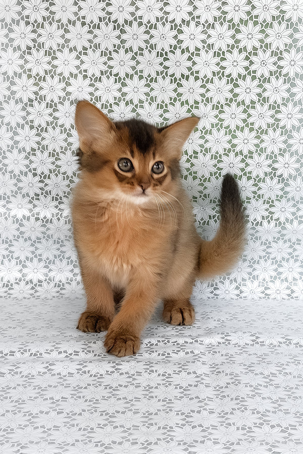 Raphael | Somali Kitten