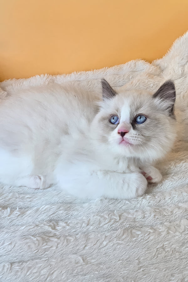 Rebel | Ragdoll Kitten