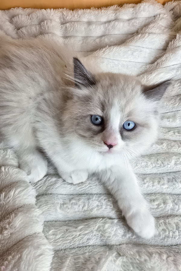 Rebel | Ragdoll Kitten