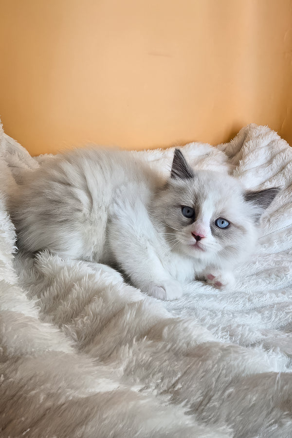 Rebel | Ragdoll Kitten