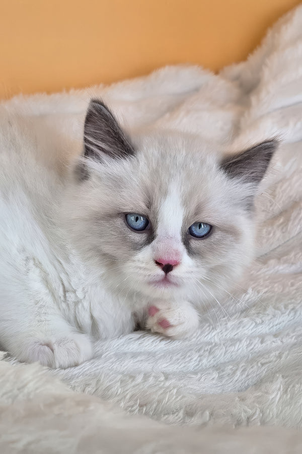 Rebel | Ragdoll Kitten