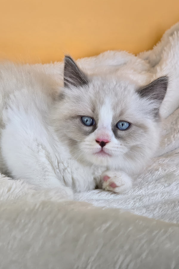 Rebel | Ragdoll Kitten