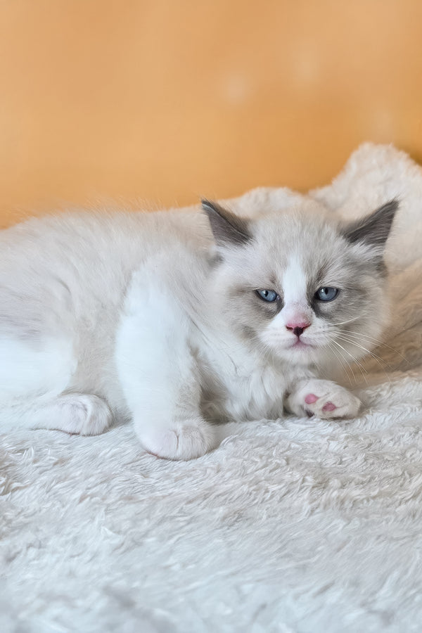 Rebel | Ragdoll Kitten