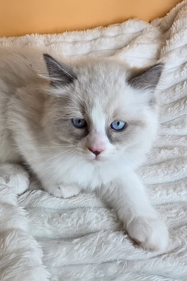 Rebel | Ragdoll Kitten