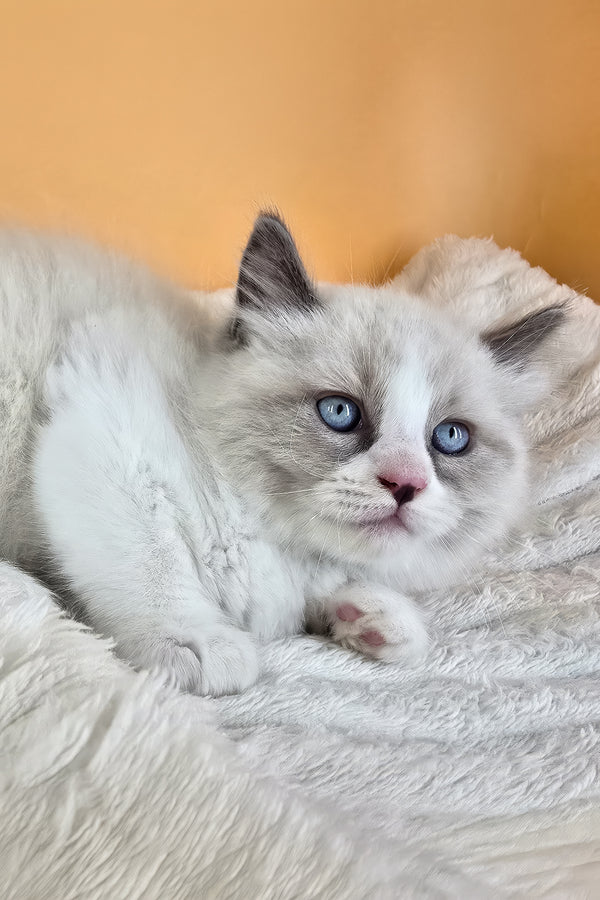 Rebel | Ragdoll Kitten