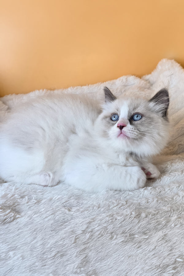 Rebel | Ragdoll Kitten