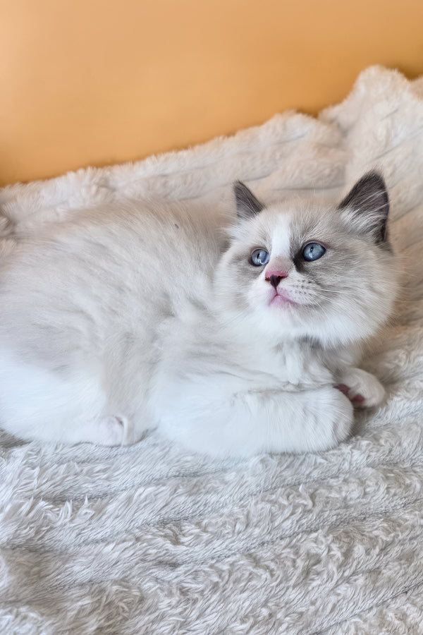 Rebel | Ragdoll Kitten