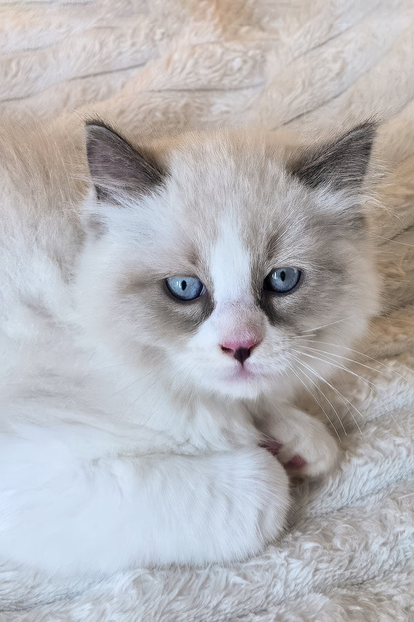 Rebel | Ragdoll Kitten